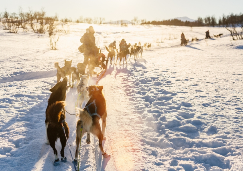 Gli Husky del Sea Lapland